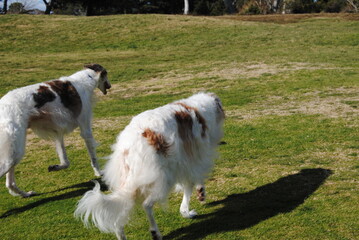 Naklejka na ściany i meble The Russian borzoi dogs in the park in the Blue Mountains, Australia