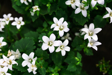 White, small flowers on a background of green leaves. Beautiful natural background. Soft focus.