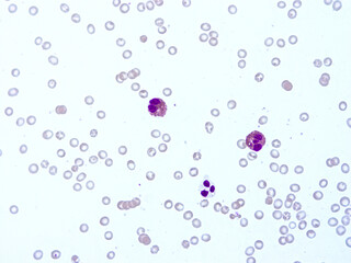Histology of human tissue, show  epithelial tissue and connective tissue with microscope view  from laboratory (not Illustration Designation)