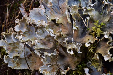 Gray leaf lichen, mushrooms,Parmelina tiliacea.Scandinavia Sweden.