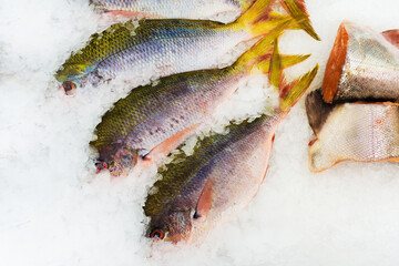 Sea fish in the ice on the counter of the store. Trade in seafood