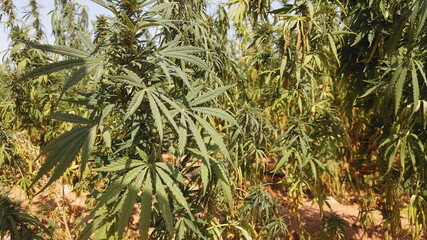 Egyptian Green leaves of Medical Marijuana, Egyptian Cannabis or weed plant 
