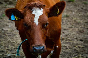 Close up of a brown dairy cows head and face while on pasture.
