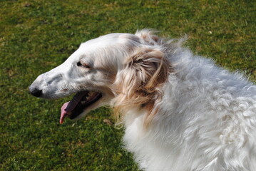 The Russian borzoi dogs in the park in the Blue Mountains, Australia