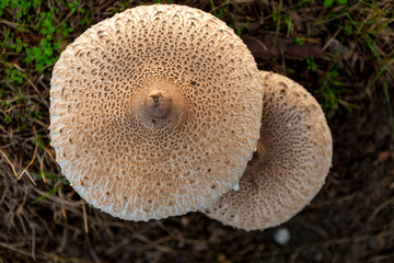 Two mature flat caps of the Macrolepiota procera or Large Parasol Mushroom seen from above. Autumn fall concept.