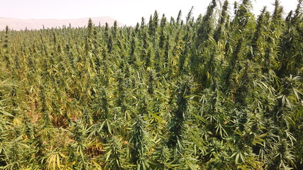 Egyptian Green leaves of Medical Marijuana, Egyptian Cannabis or weed plant 
