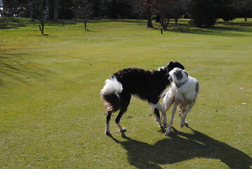 Obraz premium The Russian borzoi dogs in the park in the Blue Mountains, Australia