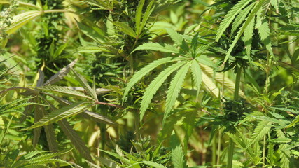 Egyptian Green leaves of Medical Marijuana, Egyptian Cannabis or weed plant 
