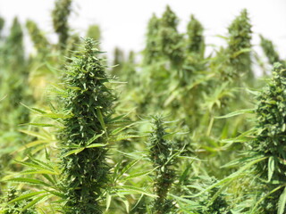 Egyptian Green leaves of Medical Marijuana, Egyptian Cannabis or weed plant 
