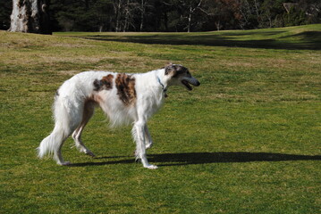 The Russian borzoi dogs in the park in the Blue Mountains, Australia