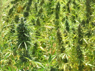 Egyptian Green leaves of Medical Marijuana, Egyptian Cannabis or weed plant 
