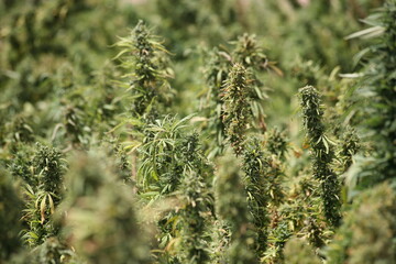 Egyptian Green leaves of Medical Marijuana, Egyptian Cannabis or weed plant 
