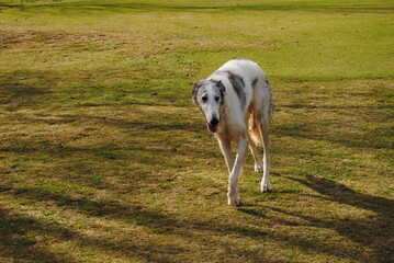 Fototapeta premium The Russian borzoi dogs in the park in the Blue Mountains, Australia