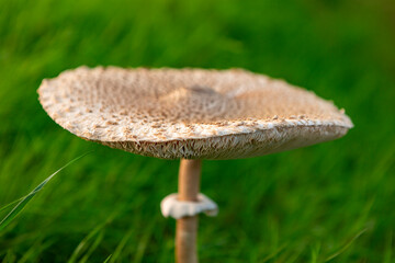 Wild mushroom against a vibrant green out of focus background