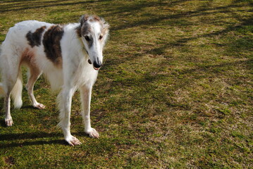 Obraz premium The Russian borzoi dogs in the park in the Blue Mountains, Australia