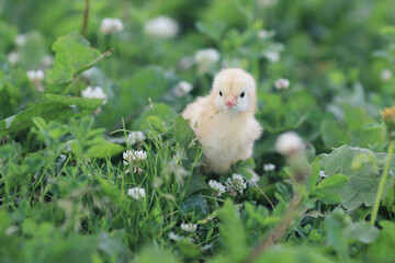 chickens on the grass