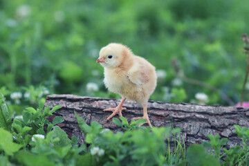 cute chicken
