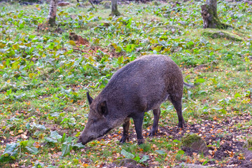 Wild boar looking for food in a glade