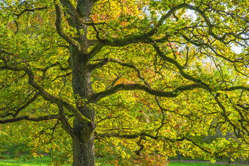 Oak tree with autumn colours on the leafs