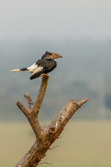 Silvery-cheeked Hornbill (Bycanistes brevis), Queen Elizabeth National Park, Uganda.	