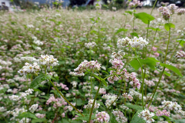 blühender Buchweizen (Fagopyrum esculentum)