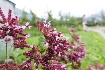 Fototapeta premium Oregano (Origanum vulgare) am Wegesrand