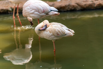 Lesser Flamingo standing on one leg.