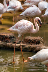 Fototapeta na wymiar Lesser Flamingo wading through shallow water.