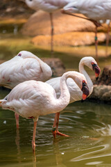 Lesser Flamingo wading through shallow water.