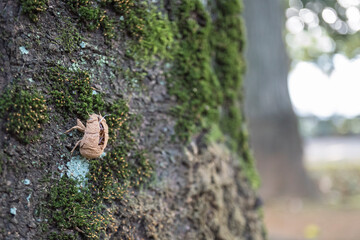 背中の裂け目の内部が見える蝉（ニイニイゼミ）の脱け殻