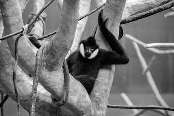 animal mamimefero blanco y negro monkey