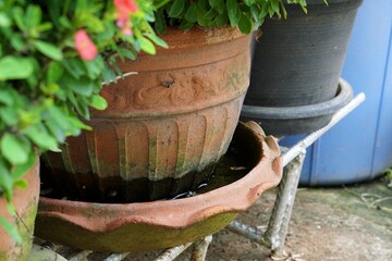 Mosquito breeding and spreading disease.