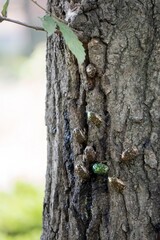 クヌギの樹液に群がる沢山のハナムグリ（シロテンハナムグリ）