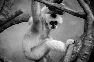 gibon animal zoo jungla bosque monkey - obrazy, fototapety, plakaty
