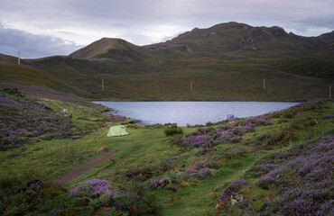 Early morning at Loch Langaig on the Isle of Skye, Scotland. Wild camping in nature among blooming purple heather growing on hills