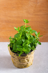 Mint plant