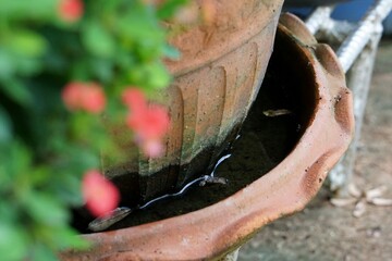 Mosquito breeding and spreading disease.