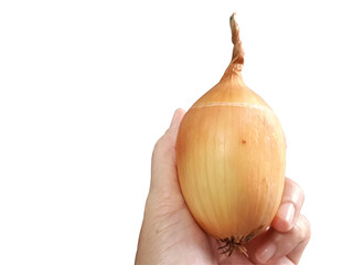 Large brown onion in hand on a white background