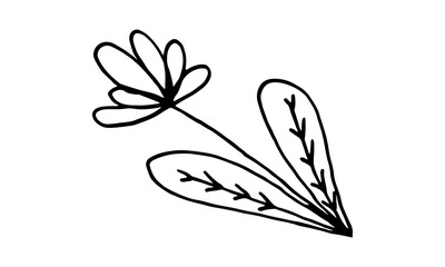 Hand drawn doodle flower illustration. Simple floral element isolated on white background