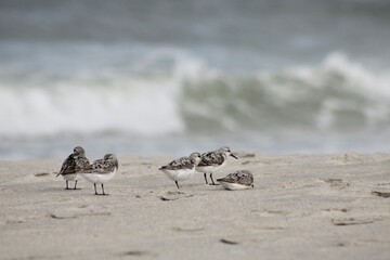 Jersey Beach 