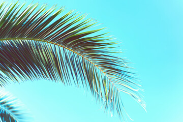 Fototapeta na wymiar Palm trees against blue sky, Palm trees at tropical coast, vintage toned and stylized, coconut tree,summer tree , retro