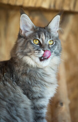 Maine Coon kitten