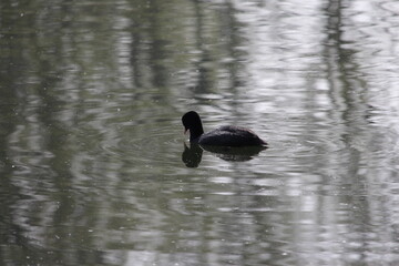 DUCK  IN THE WATER, FOCHA COMUN