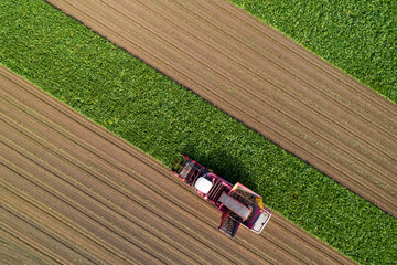 Farmers harvest sugar beet in a country field. Sugar beet harvest with a Sugarbeet harvester an...