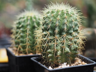 Cactus tree green trunk has sharp spikes around blooming in Plastic pots