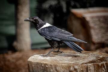 ave negro cuervo naturaleza fauna