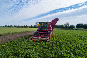 Farmers harvest sugar beet in a country field. Sugar beet harvest with a Sugarbeet harvester an...