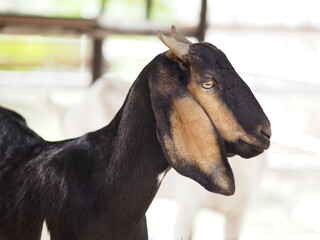 goat have white to brown fur standing in farm, mammal animal