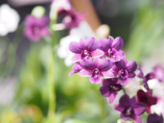 Purple Vanda orchids Dendrobium lindley, Orchidaceae, Dendrobium phalaenopsis beautiful bouquet on blurred of nature background