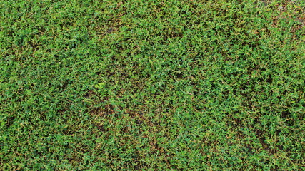 Land covered with grass